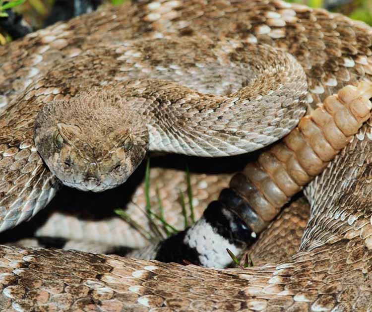 Closeup of a Western Diamondback Rattlesnake. Closeup of a Western Diamondback Rattlesnake. Photo by Dndavis.